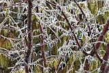 Ice Storm 20160225_DSCF5901